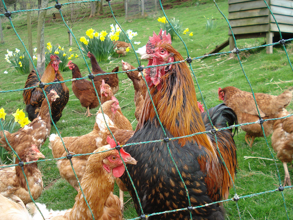 Rosie's Chickens protected from the fox using electric fencing