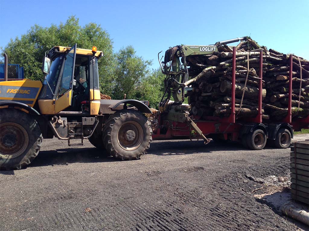 Birch trees collected from the forest for processing into logs for the winter