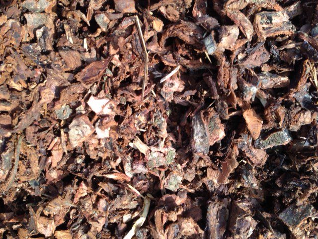 Forest Bark