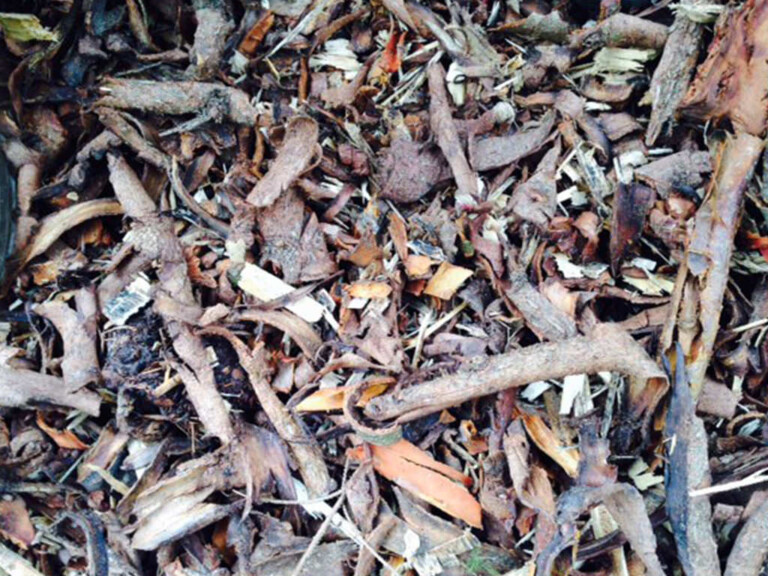 Forest Bark