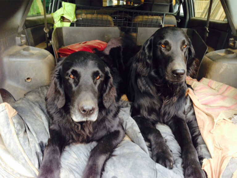 Fergus and Morgan