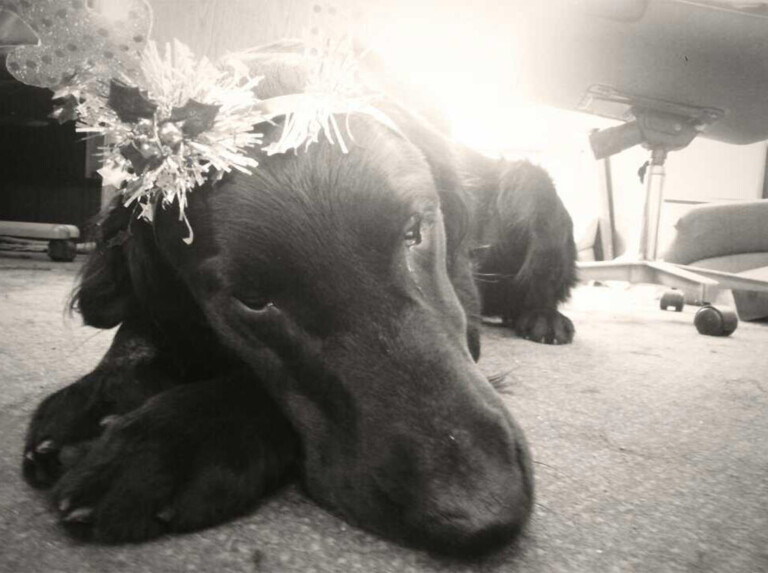Morgan at Christmas